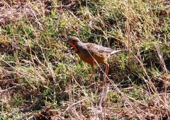Macronyx capensis capensis