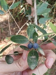 Phillyrea latifolia media