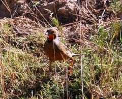 Macronyx capensis capensis