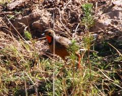 Macronyx capensis capensis