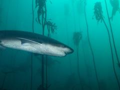 Notorynchus cepedianus