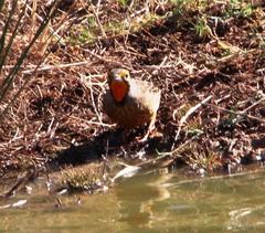 Macronyx capensis capensis