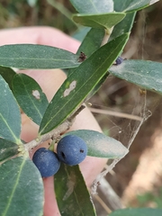 Phillyrea latifolia media