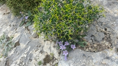 Euphorbia acanthothamnos