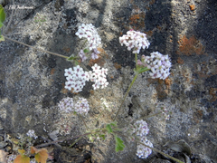 Homalocarpus dichotomus