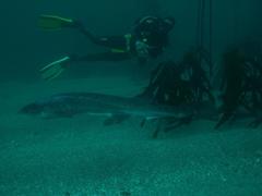 Notorynchus cepedianus