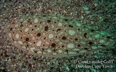 Synapturichthys kleinii