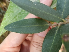 Phillyrea latifolia media