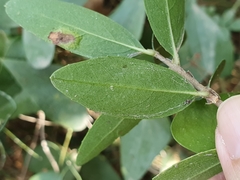 Phillyrea latifolia media