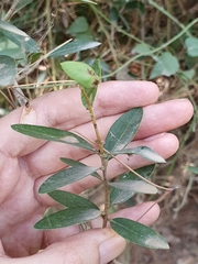 Phillyrea latifolia media