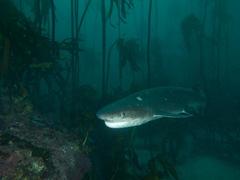 Notorynchus cepedianus