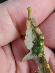 Neuroterus floccosus