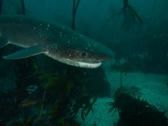 Notorynchus cepedianus