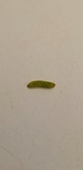 Lepidoptera