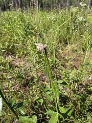 Pterocaulon pycnostachyum