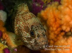 Acanthistius sebastoides