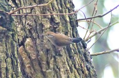 Thryomanes bewickii
