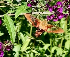 Hemaris thysbe