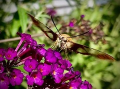 Hemaris thysbe