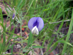 Lathyrus pusillus