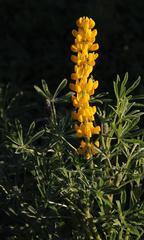 Lupinus luteus