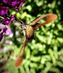 Hemaris thysbe