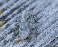 Agrotis simplonia