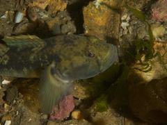 Caffrogobius nudiceps