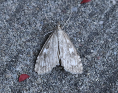 Udea olivalis