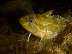 Clinus superciliosus