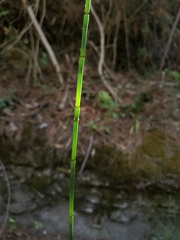 Equisetum ramosissimum image