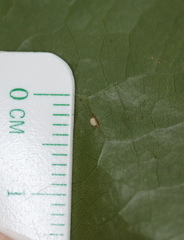 Zopheroteras hubbardi