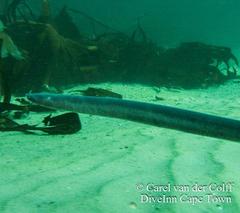 Eptatretus hexatrema