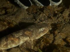 Haploblepharus pictus