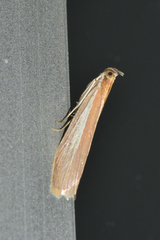 Oncocera semirubella