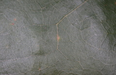 Zopheroteras hubbardi