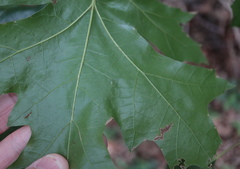 Zopheroteras hubbardi