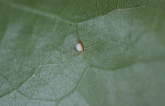 Zopheroteras hubbardi