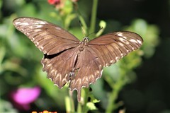 Heraclides ornythion