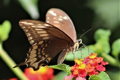 Heraclides ornythion