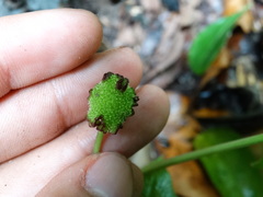 Dorstenia contrajerva