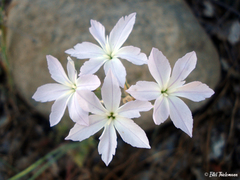 Leucocoryne ixioides