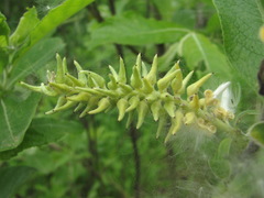 Salix pseudomedemii