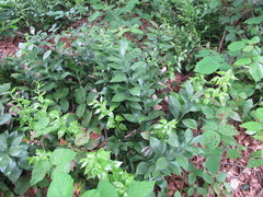 Ruscus colchicus