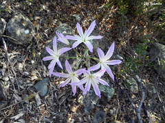 Leucocoryne ixioides