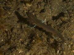 Gonorynchus gonorynchus