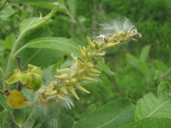 Salix pseudomedemii