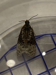 Apotomis betuletana