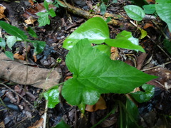 Dorstenia contrajerva