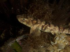 Haploblepharus pictus